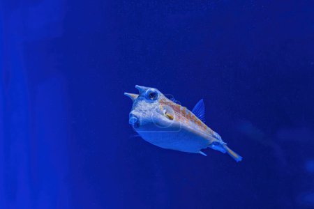 Téléchargez les photos : Underwater shot of fish Lactoria cornuta close-up - en image libre de droit