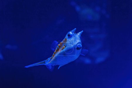 Téléchargez les photos : Underwater shot of fish Lactoria cornuta close-up - en image libre de droit