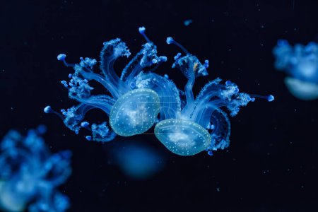 underwater shot of a beautiful Australian Spotted Jellyfish close up