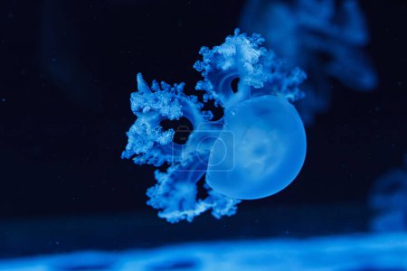 Téléchargez les photos : Plan sous-marin de belles méduses marbrées / Lychnorhiza Lucerna gros plan - en image libre de droit