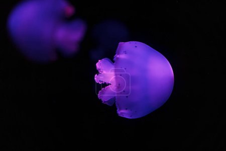 Photo for Underwater shooting of beautiful cannonball jellyfish close up - Royalty Free Image
