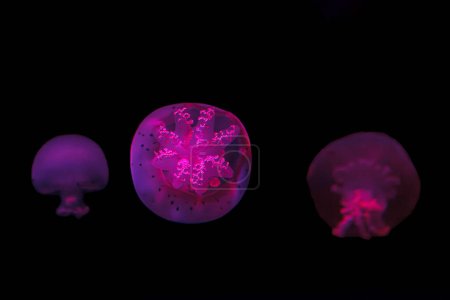 Foto de Tiro bajo el agua de hermosas medusas de bala de cañón de cerca - Imagen libre de derechos
