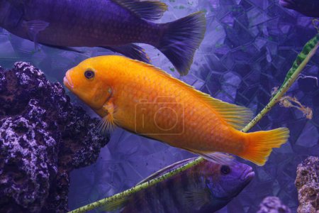 Photo for Underwater photography of fish Maylandia estherae close-up - Royalty Free Image
