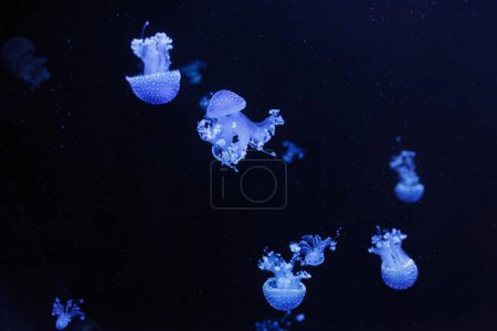 Foto de Inyección submarina de una hermosa medusa manchada australiana de cerca - Imagen libre de derechos