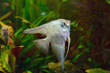 Photo for Underwater photography of barbus tetrazona fish close-up - Royalty Free Image