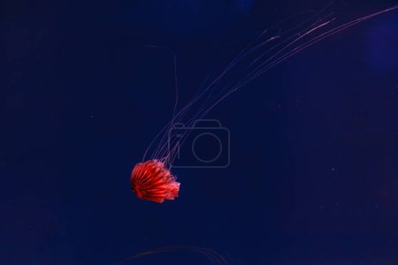 Foto de Fotografía submarina de bellas medusas japonesas ortiga de mar chrysaora pacifica de cerca - Imagen libre de derechos