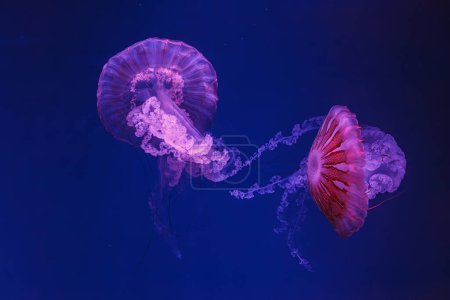 Foto de Tiro bajo el agua de hermosas medusas Chrysaora hysoscella de cerca - Imagen libre de derechos