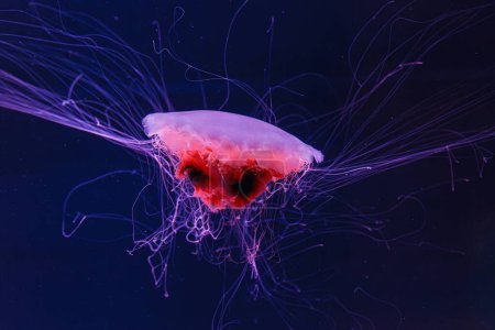 Téléchargez les photos : Photographie sous-marine d'une belle crinière de lion méduses cyanea capillata gros plan - en image libre de droit
