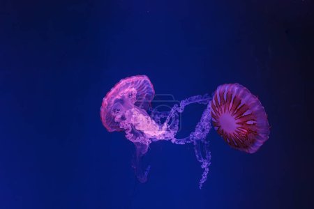 Foto de Tiro bajo el agua de hermosas medusas Chrysaora hysoscella de cerca - Imagen libre de derechos