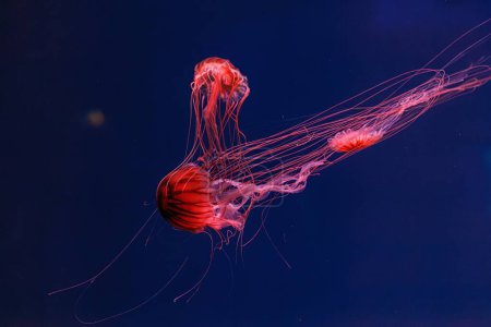 Foto de Fotografía submarina de bellas medusas japonesas ortiga de mar chrysaora pacifica de cerca - Imagen libre de derechos