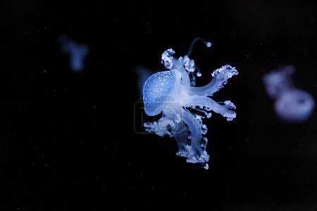 Foto de Inyección submarina de una hermosa medusa manchada australiana de cerca - Imagen libre de derechos