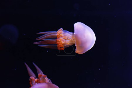 Photo for Underwater photography of beautiful flame jellyfish rhopilema esculentum close up - Royalty Free Image