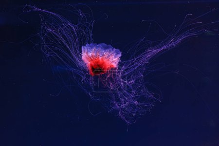 Téléchargez les photos : Photographie sous-marine d'une belle crinière de lion méduses cyanea capillata gros plan - en image libre de droit