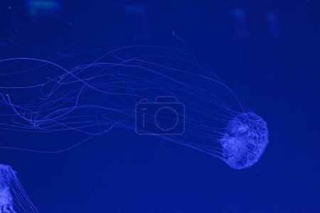 Téléchargez les photos : Plan sous-marin de la belle Chrysaora quinquecirha gros plan - en image libre de droit