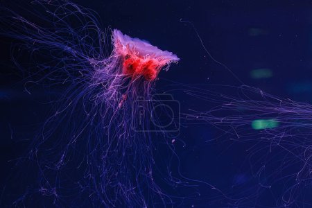photographie sous-marine d'une belle crinière de lion méduses cyanea capillata gros plan