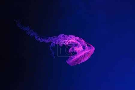 Foto de Disparo bajo el agua de la hermosa Chrysaora hysoscella de cerca - Imagen libre de derechos