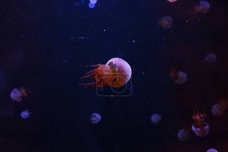 Téléchargez les photos : Photographie sous-marine de belles méduses de feu rhopilema esculentum gros plan - en image libre de droit