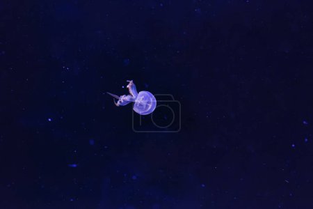 Téléchargez les photos : Photographie sous-marine de belles méduses de feu rhopilema esculentum gros plan - en image libre de droit