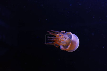 Unterwasseraufnahmen der schönen Flammenqualle rhopilema esculentum aus nächster Nähe