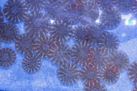 photos sous-marines de méduses Cassiopea andromeda, Plan rapproché à l'envers