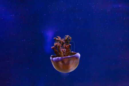photos sous-marines de méduses Rhopilema esculentum, Gros plan de méduses flamboyantes