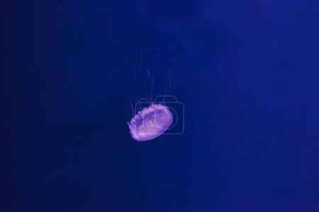 Foto de Fotos submarinas de medusas chrysaora quinquecirrha medusas la ortiga atlántica primer plano - Imagen libre de derechos