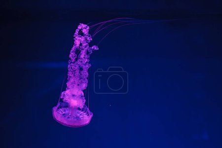 underwater shooting of beautiful Chrysaora hysoscella close up
