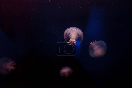 fotos submarinas de medusas Stomolophus meleagris, Medusas de cañón de cerca