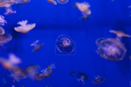 underwater photos of Mediterranean jellyfish, Cotylorhiza tuberculata close-up