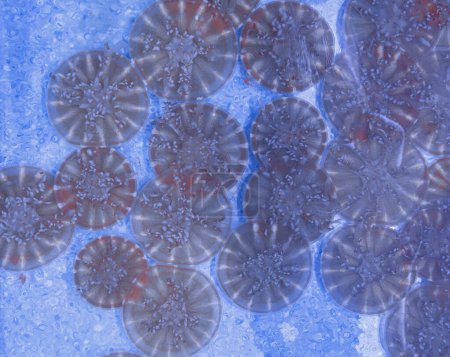 Unterwasserfotos von Quallen Cassiopea andromeda, Kopfüber Nahaufnahme