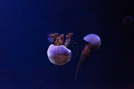 Téléchargez les photos : Photos sous-marines de méduses Rhopilema esculentum, Gros plan de méduses flamboyantes - en image libre de droit