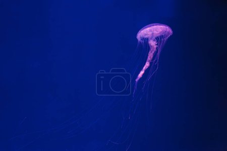 fotos submarinas de medusas chrysaora quinquecirrha medusas la ortiga atlántica primer plano