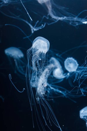 fotos submarinas de medusas de ortiga atlántica chrysaora quinquecirrha primer plano