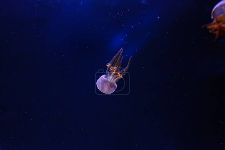 Unterwasserfotos von Quallen Rhopilema esculentum, Flammenquallen in Nahaufnahme