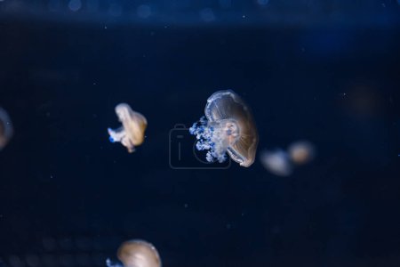 underwater photos of mediterranean jellyfish Cotylorhiza tuberculata close-up
