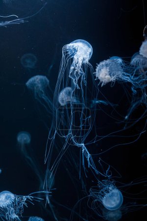Téléchargez les photos : Photos sous-marines de méduses de l'ortie atlantique chrysaora quinquecirrha gros plan - en image libre de droit