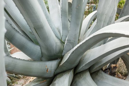 Foto de Planta exótica Agave americana Latifolia close-up - Imagen libre de derechos