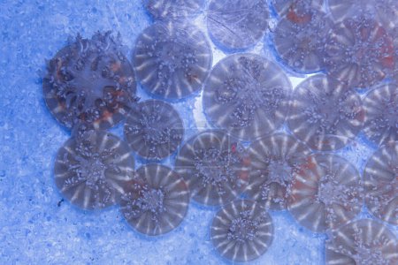 fotos submarinas de medusas Cassiopea andromeda, al revés de cerca