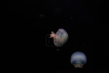 photos sous-marines de méduses Stomolophus meleagris, Boule de canon méduses gros plan