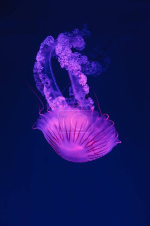 Unterwasseraufnahmen der schönen Chrysaora hysoscella aus nächster Nähe