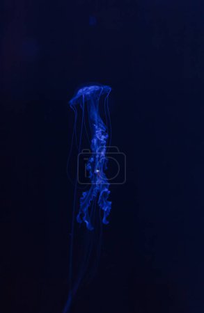 Unterwasserfotos von Quallen Chrysaora achlyos Quallen Schwarzmeernessel Nahaufnahme