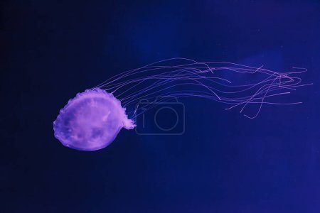 underwater photos of jellyfish chrysaora quinquecirrha jellyfish the atlantic sea nettle close-up