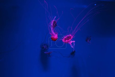 underwater photos of jellyfish chrysaora pacifica jellyfish japanese sea nettle close-up