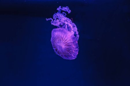 underwater shooting of beautiful Chrysaora hysoscella close up