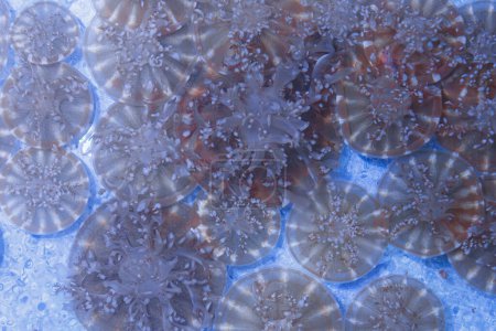Unterwasserfotos von Quallen Cassiopea andromeda, Kopfüber Nahaufnahme