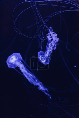 fotos submarinas de medusas chrysaora achlyos medusas ortiga de mar negro primer plano