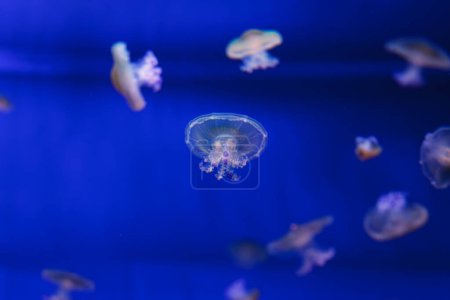 underwater photos of Mediterranean jellyfish, Cotylorhiza tuberculata close-up