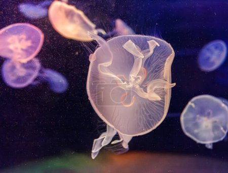 underwater photos of jellyfish aurelia aurita close-up