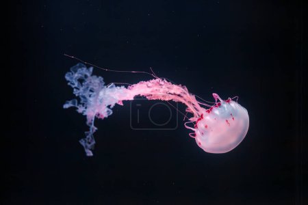 fotos submarinas de gelatina a rayas púrpura chrysaora colorata primer plano