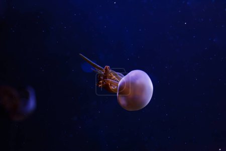 underwater photos of jellyfish Rhopilema esculentum, Flame jellyfish close-up